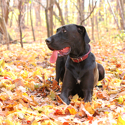 toronto-fall-pet-mini-sessions