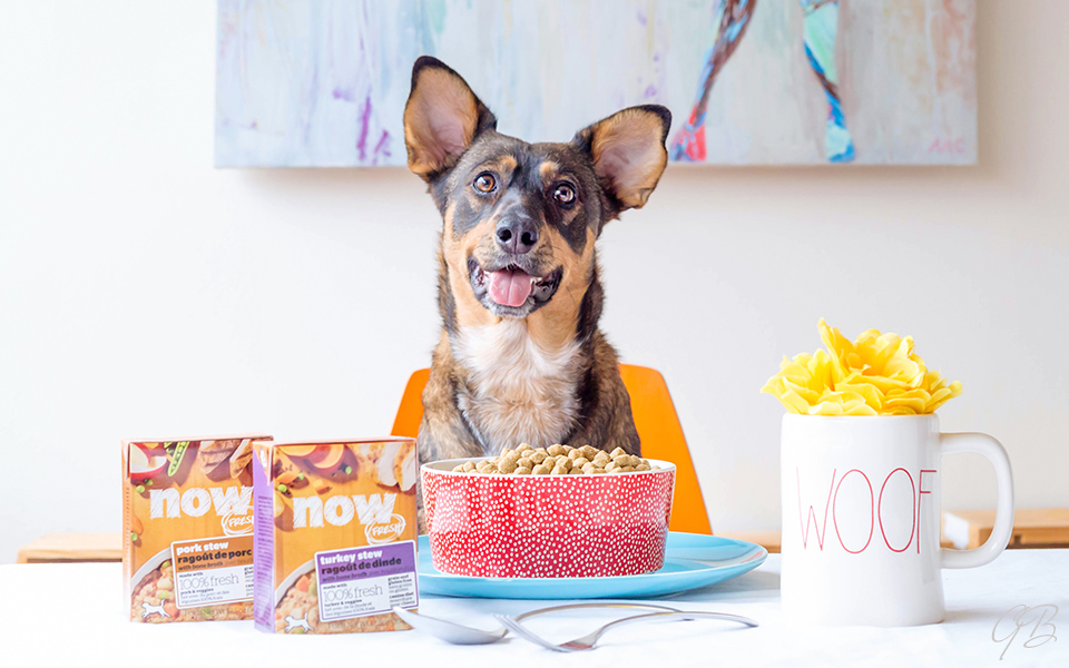 Toronto commercial dog photography