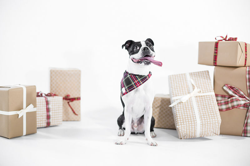 Toronto commercial dog photography