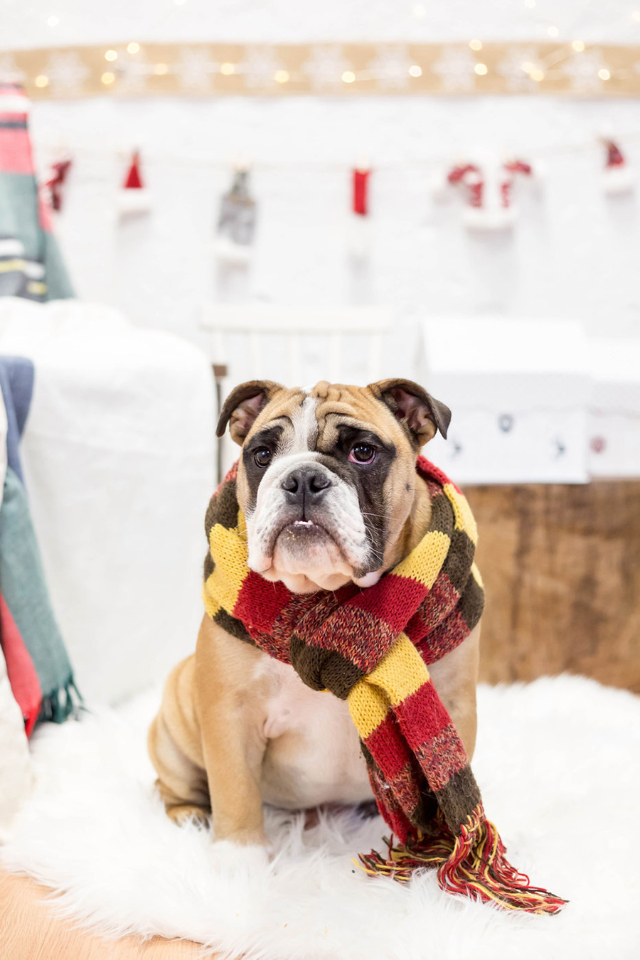 View More: https://gooseberrystudios.pass.us/shelia-family-holiday-mini-session