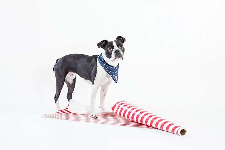 Toronto commercial dog photography