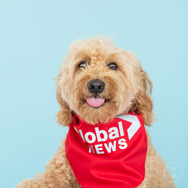storm the weather dog branding